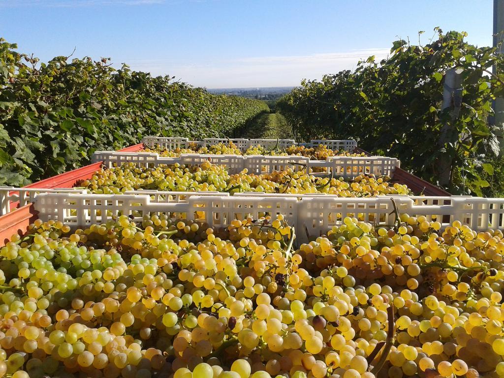 Agriturismo E Cantina La Sabbiona Faenza Zewnętrze zdjęcie